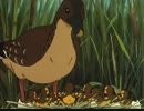 シートン動物記　第28話　マガモ親子の冒険旅行