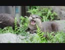 アラミカワウソ