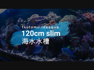 120cm Slim 海水水槽　リフジウムのご紹介