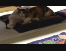 遊びに来た野良猫が仲睦まじく寝ています。