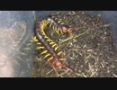 我が家のムカデ達