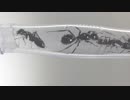 蟻戦争＃181 トゲアリ、ついに侵入！～稀代の大ウソつき～③編