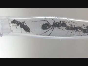 蟻戦争＃181 トゲアリ、ついに侵入！～稀代の大ウソつき～③編