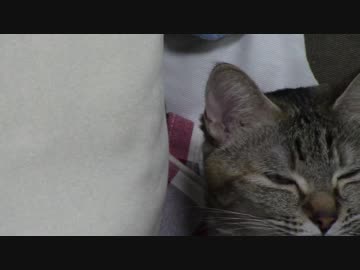 拾いねこ＠生後1946/1913日目　ホークス日本一キタコレ！おめでとうー！