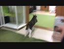 【こげつく】若干の犬疑惑