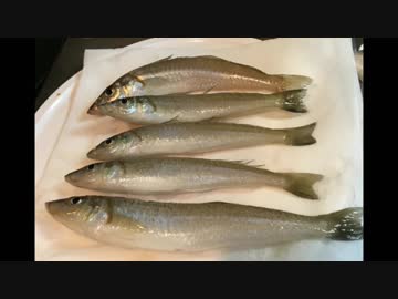 釣りどれんの電車釣行記　20　～ｱｼﾞ･ｼﾛｷﾞｽﾘﾚｰ船～