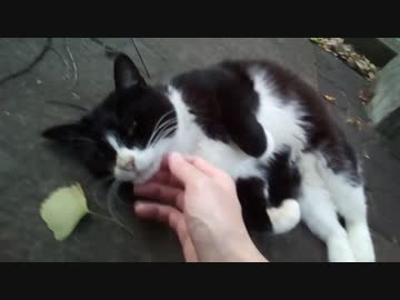 ツンデレな白黒　ねこもふ３
