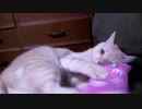 10/24のやんちゃ♂猫(=^･ω･^)ﾉ2才2ヶ月① 実家でまったり