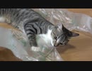 エアーぷちぷちにハマってしまった子猫たち【後編】