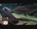 ゆっくりれいむのアクア放浪記　#31　アクア・トトぎふ