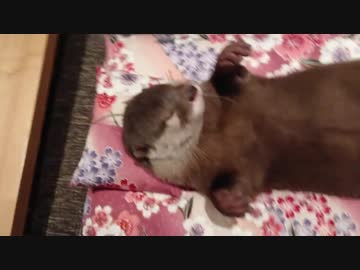 お腹丸出しで寝てたので掛け布団をかけたがシッポまで収まらなかった