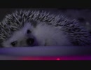 ハリ活.vol 19 ~もち子の眠気~