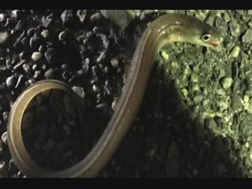 釣り動画ロマンを求めて 100釣目（ふれーゆ裏)