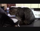 こんしゅうのおやつ【蒼民家の猫々】