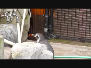 青くん、うろうろ　（フンボルトペンギン　2017.09.10）