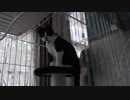 【Jean & Pont 659】保護猫の持つ自分ルールを破るには