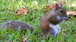 武井雅人 何かを恐れる公園のリス