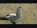 平社員青山清利　くちばしを開けてボーゼン