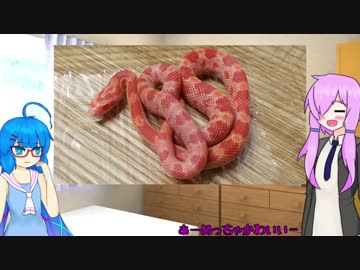 ゆかりさん、ヘビを飼う