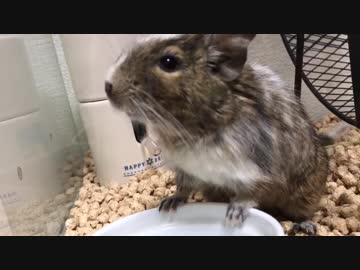 納得のいかないデグー