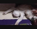 もふもふ猫