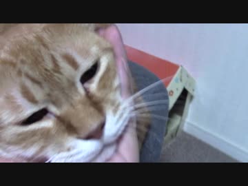 拾いねこ＠生後1948/1915日目　それぞれにおねむ。