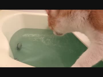 初めてジェットバスを体験した猫の反応がすごかったｗｗｗ