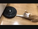 初めてルンバを見た猫たちの反応がおもしろすぎる！ｗｗｗ