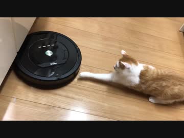 初めてルンバを見た猫たちの反応がおもしろすぎる！ｗｗｗ