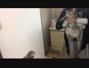鏡を見せるとシェーする猫。