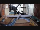【Jean & Pont 663】一時預かりの保護猫と人との関わりを深める
