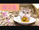 【ハム動画】超簡単！！ハロウィン用 ハムスターのおかしの作り方
