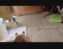 猫には見える霊に向かっていく猫