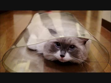 猫は筒の中で宇宙を旅する