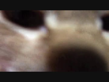 拾いねこ＠生後1949/1916日目　今月の爪切り。