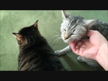 【こげつく】サバミさんの来訪