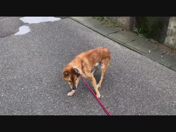 散歩だと思ってたら、突然注射だと気付いて逃げ出す犬
