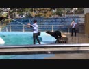 2017年10月5日 東武動物公園 オットセイショー