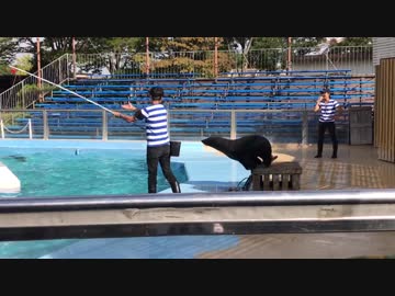 2017年10月5日 東武動物公園 オットセイショー