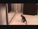 猫おもしろ動画　Dancing cat！