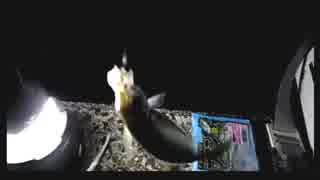 人気の アジング 動画 53本 ニコニコ動画