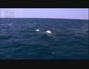 平社員青山清利 海でクジラに遭遇！