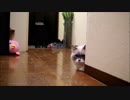 たぬことキャッチボール