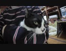 【Jean & Pont 667】先住猫も一時預かり猫もみんな幸せに