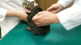 【保護猫】猫エイズ・白血病ともに陰性だったので注射