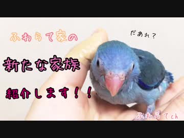 激かわ！！我が家の新たな家族をご紹介！！