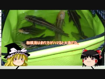 ゆっくり達と食料を調達するVol.8 毒魚ゴンズイはガバガバ調理でも美味い