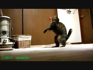 ネコの回転ジャンプ