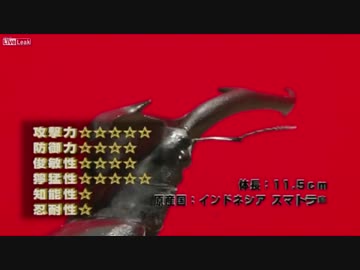 虫皇帝　クワガタVSクモ