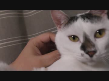 タワーマンションの最上階でくつろぐ妹猫